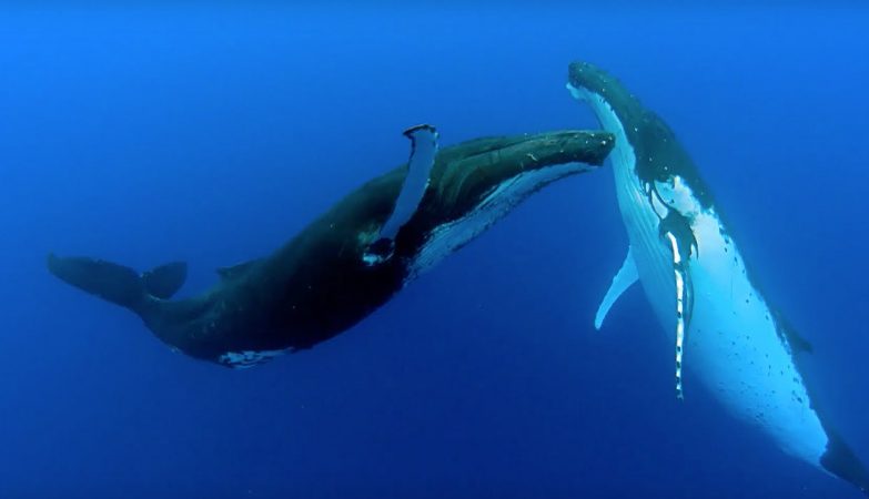 Humpback whales break migration record by swimming 15,000 kilometers between Australia and Brazil