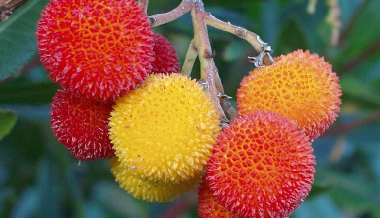 New fungus discovered in Portuguese strawberry trees
