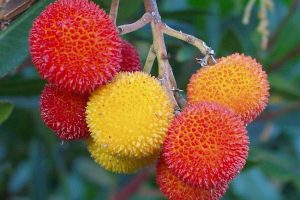 New fungus discovered in Portuguese strawberry trees