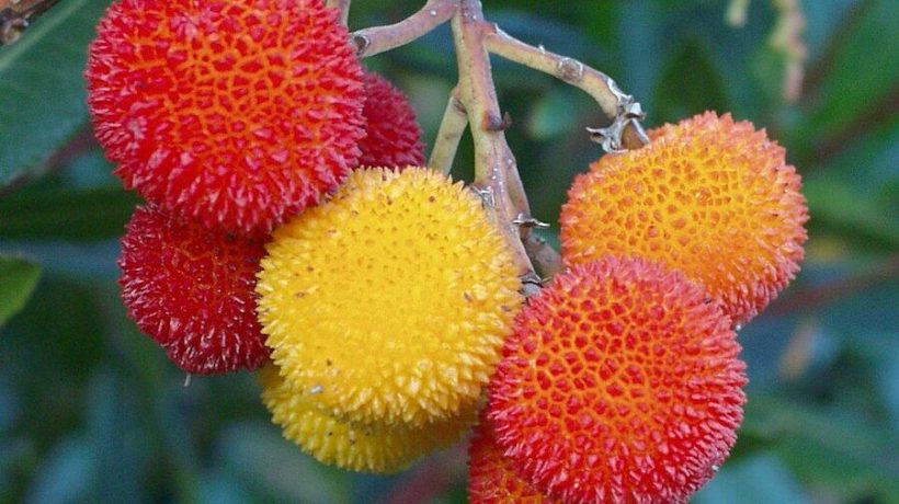 New fungus discovered in Portuguese strawberry trees