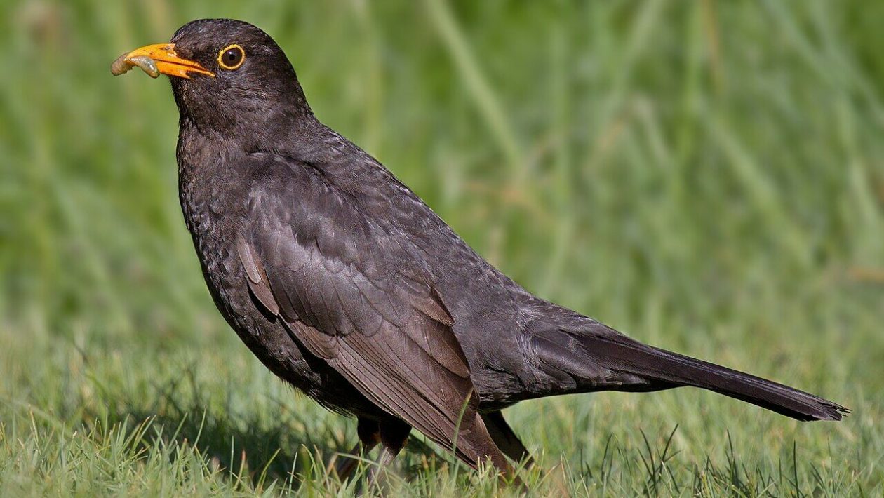 Women scare city birds more than men