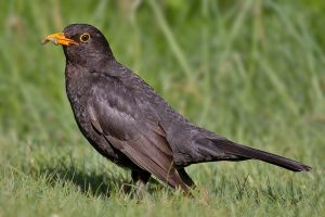 Women scare city birds more than men
