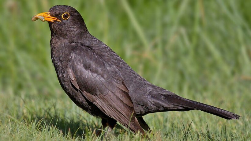 Women scare city birds more than men