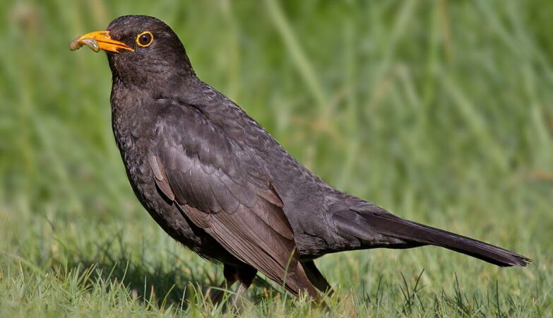 Women scare city birds more than men