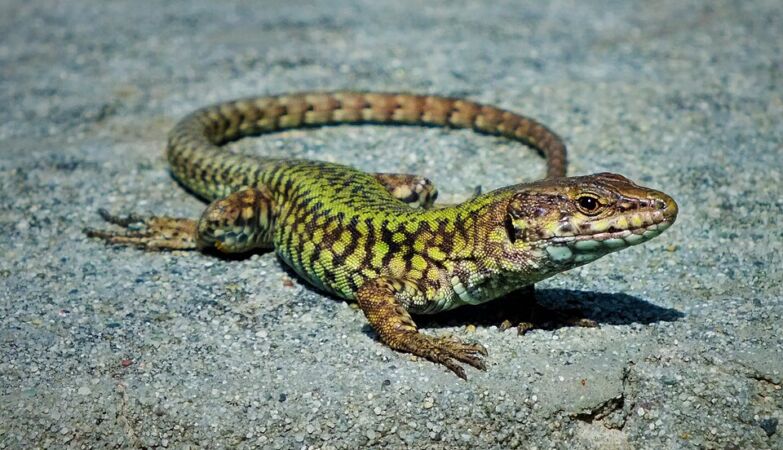 An incredible “Hulk” is crushing millions of years of evolution