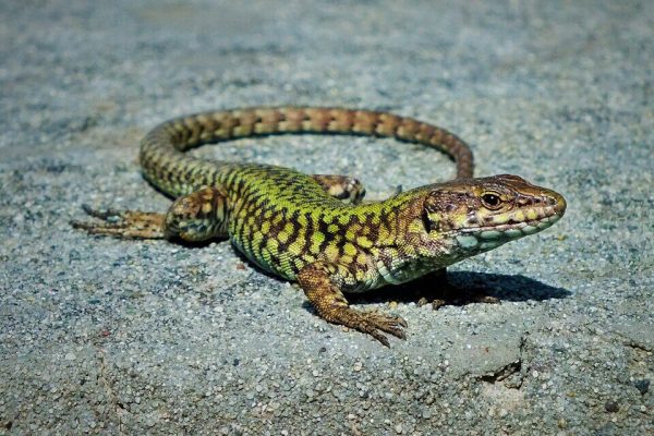 An incredible “Hulk” is crushing millions of years of evolution