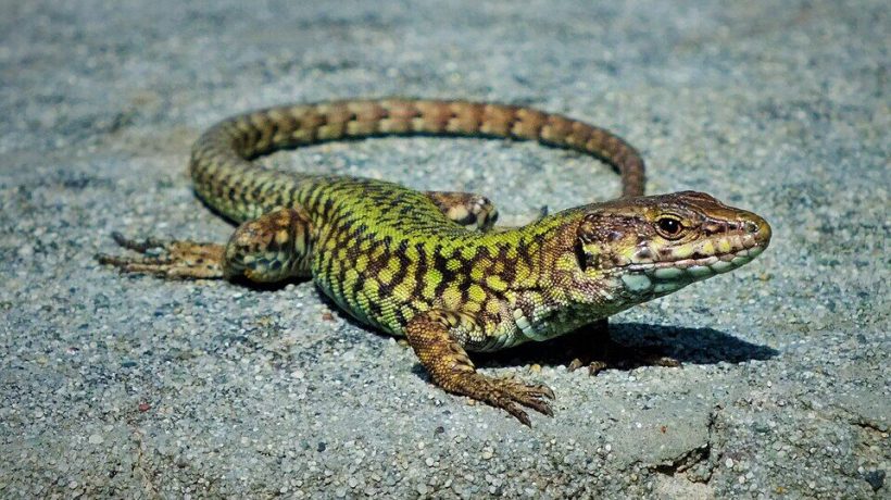 An incredible “Hulk” is crushing millions of years of evolution