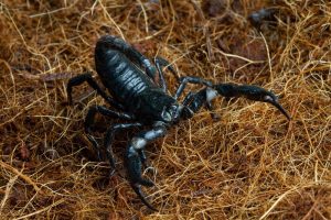 “Medieval armor” of nature. Scorpions use heavy metals to reinforce their exoskeleton