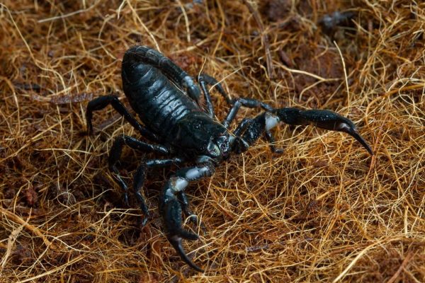 “Medieval armor” of nature. Scorpions use heavy metals to reinforce their exoskeleton