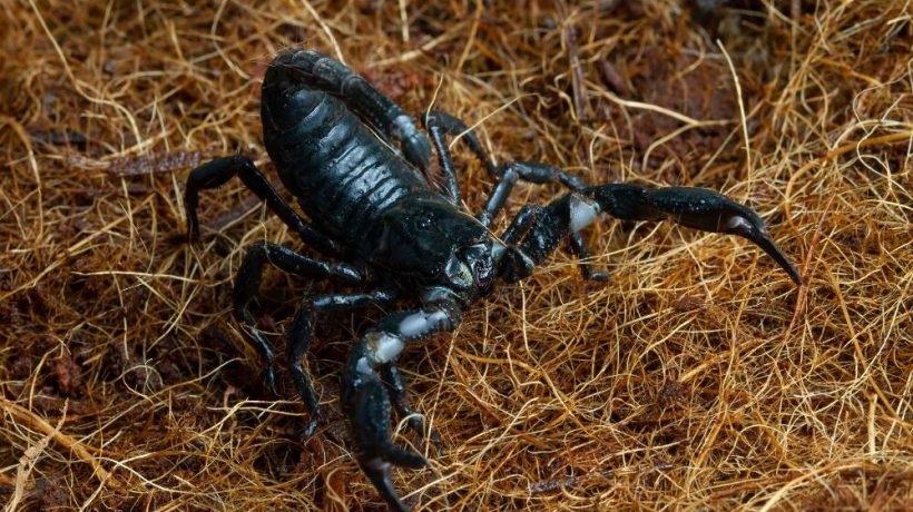 “Medieval armor” of nature. Scorpions use heavy metals to reinforce their exoskeleton