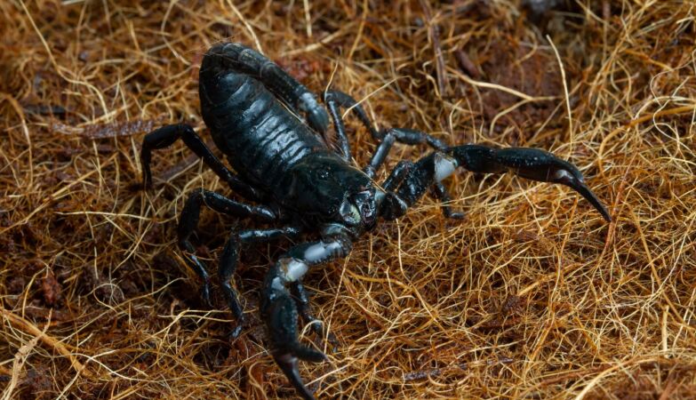 “Medieval armor” of nature. Scorpions use heavy metals to reinforce their exoskeleton