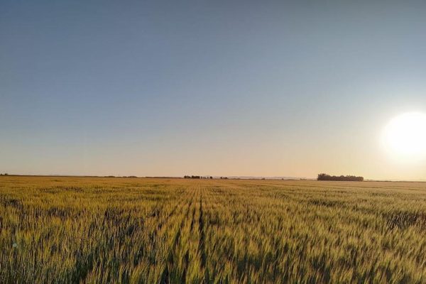 Commission gives green light to 500 million in government aid to farmers due to rising fertilizer costs