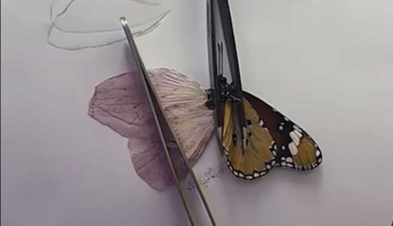 How to save a butterfly: water, sugar, Youtube and an orchid petal