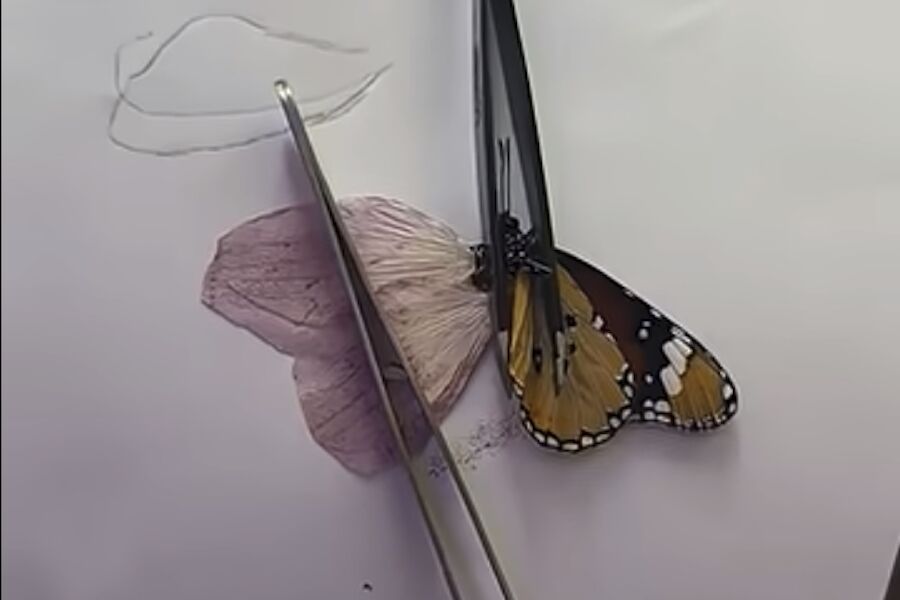 How to save a butterfly: water, sugar, Youtube and an orchid petal
