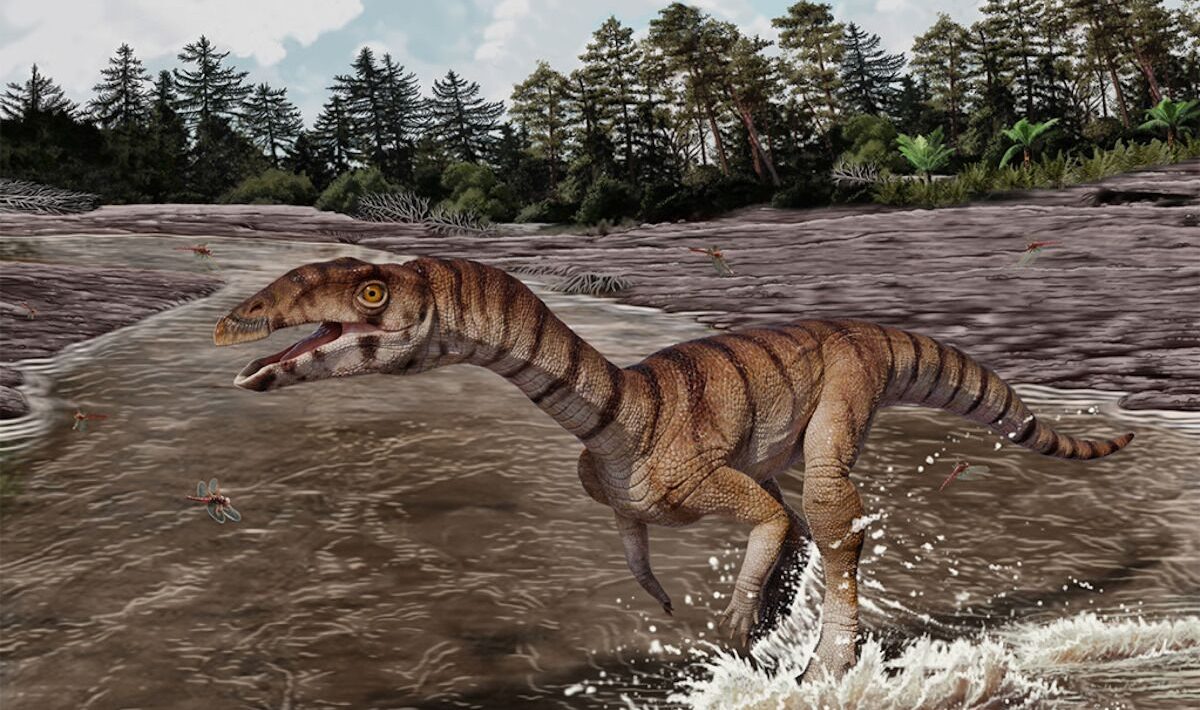 Relative of the toothless crocodile with a beak and that walked on two legs discovered