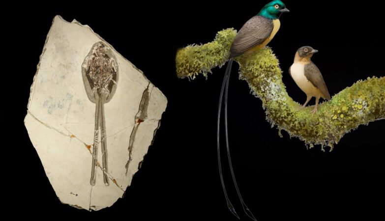 “Dragon” with feathers lived with dinosaurs. Used the long tail for custom