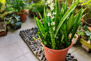 Espada de São Jorge com flor. Crédito: Shutterstock