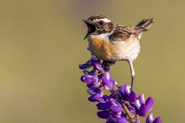 Birds sing with different accents