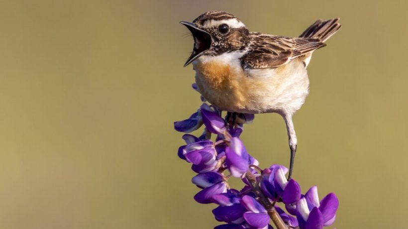 Birds sing with different accents