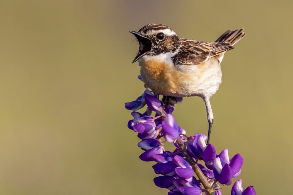 Birds sing with different accents