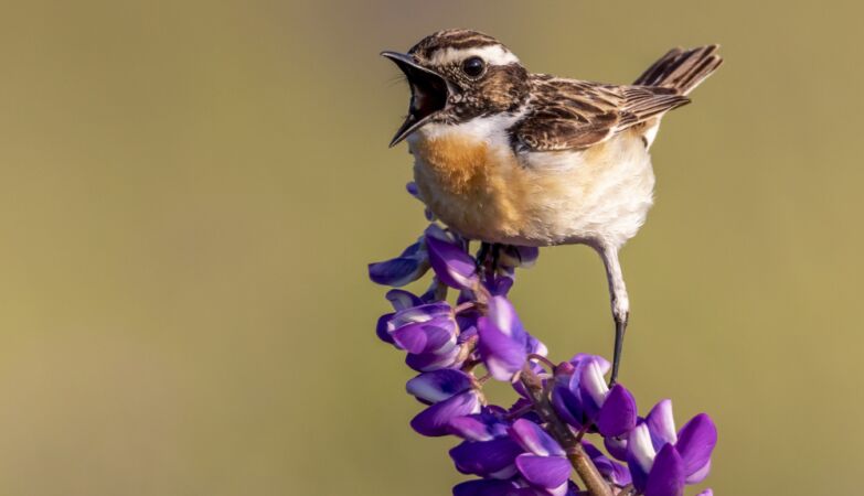 Birds sing with different accents