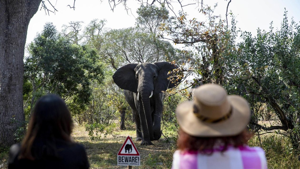 Bodies of two stabbed tourists found in South Africa's Kruger National Park