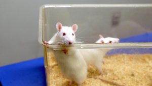 China is already testing an experimental mRNA vaccine against different variants of Ebola, including the Bundibugyo strain, in mice