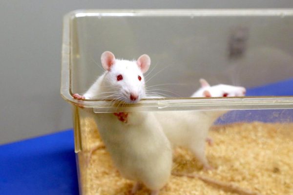 China is already testing an experimental mRNA vaccine against different variants of Ebola, including the Bundibugyo strain, in mice