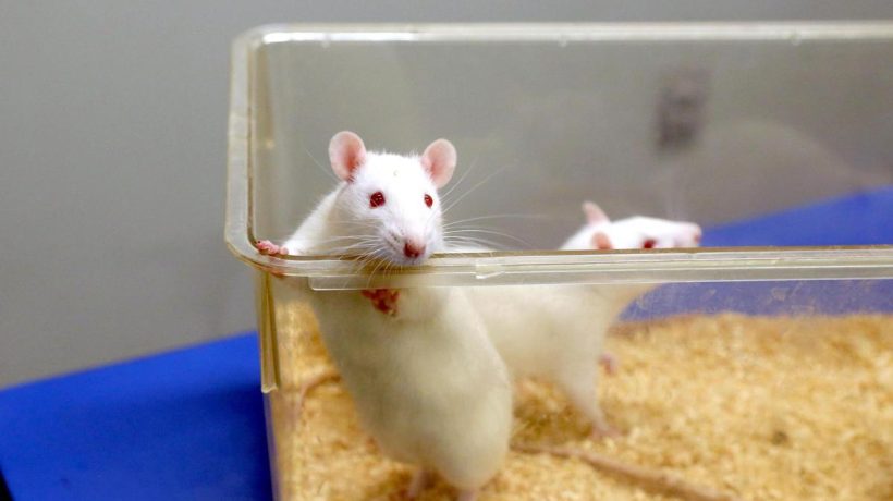 China is already testing an experimental mRNA vaccine against different variants of Ebola, including the Bundibugyo strain, in mice