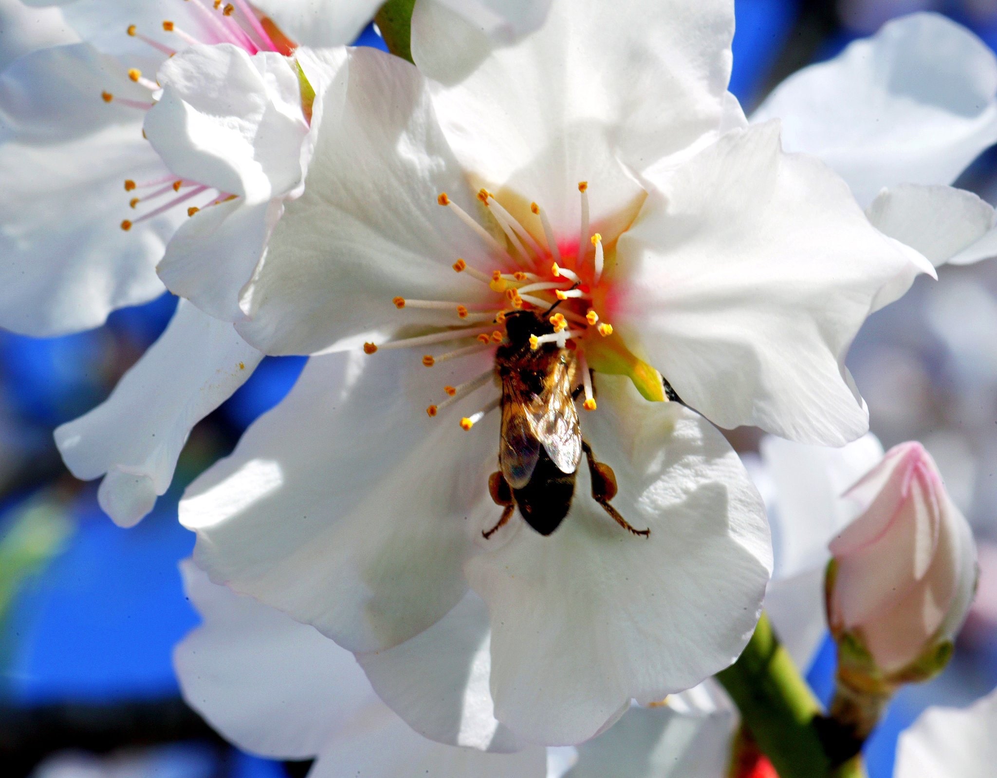 Portimão marks World Bee Day with activities for schools and families