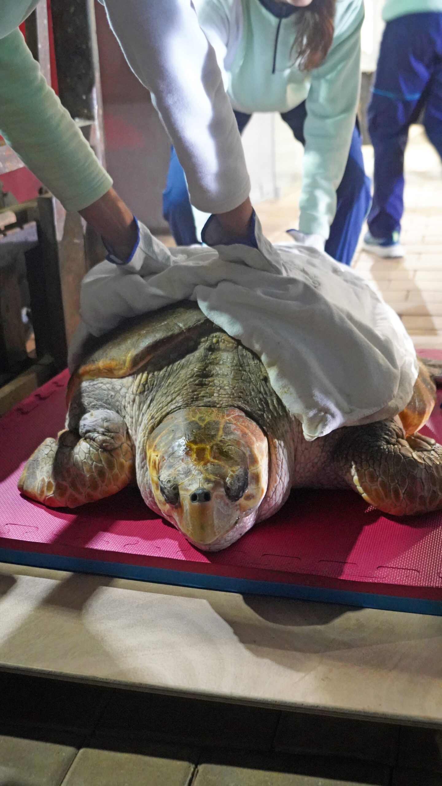 Molly turtle arrives at Zoomarine for recovery process