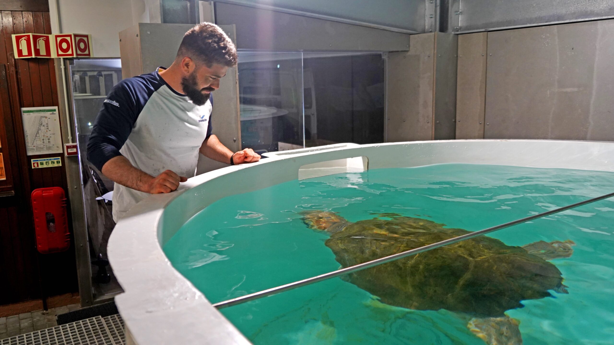 Molly turtle arrives at Zoomarine for recovery process