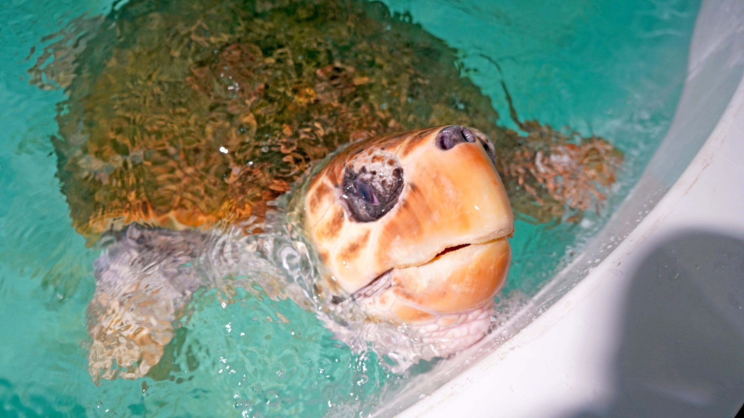 Molly turtle arrives at Zoomarine for recovery process