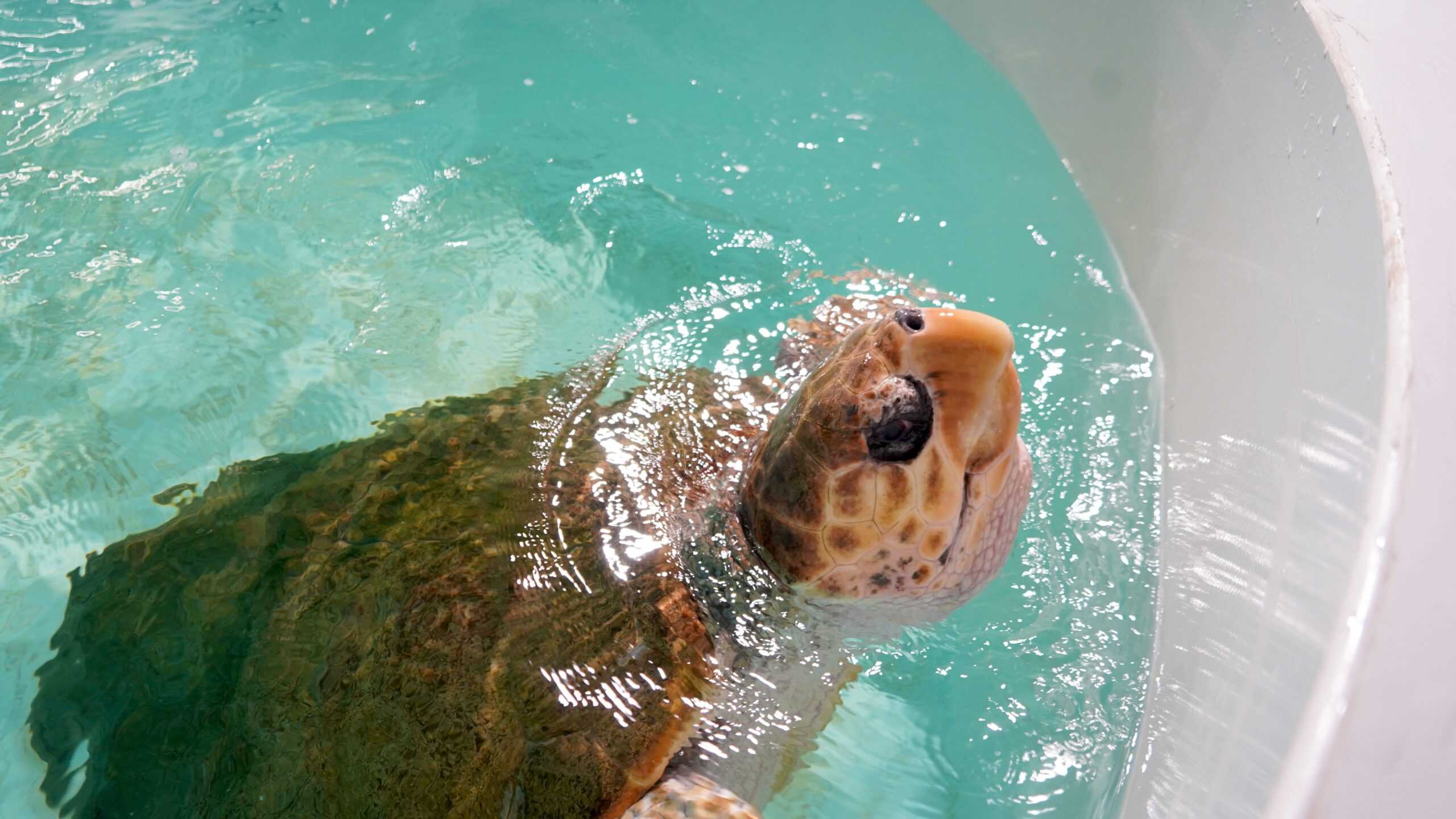 Molly turtle arrives at Zoomarine for recovery process