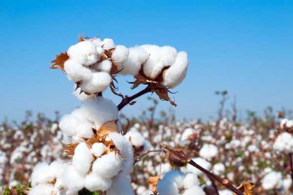 Cotton no longer deceives: it all started in Mexico