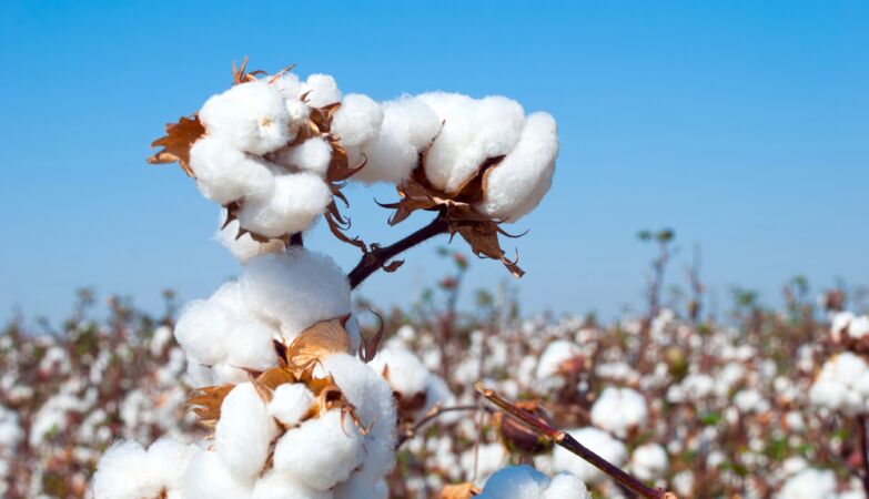 Cotton no longer deceives: it all started in Mexico