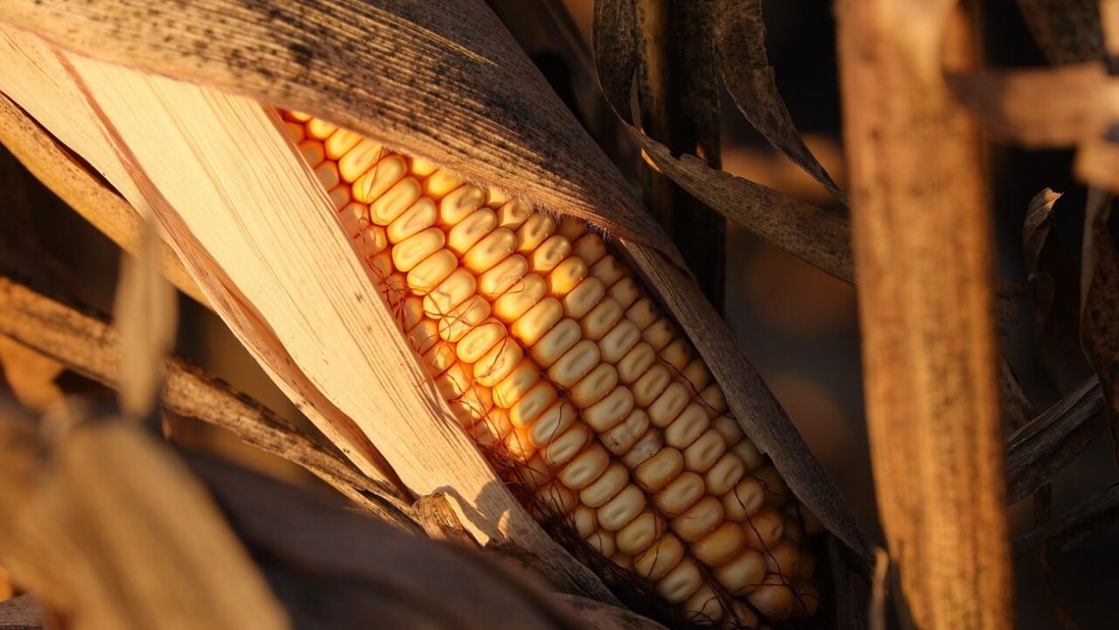 The biggest lie we were told about processed foods