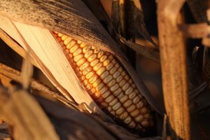 The biggest lie we were told about processed foods