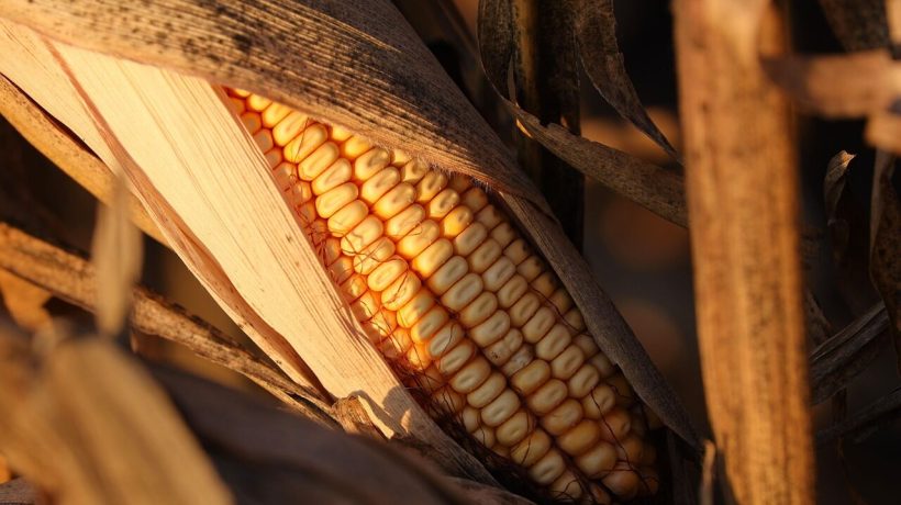 The biggest lie we were told about processed foods