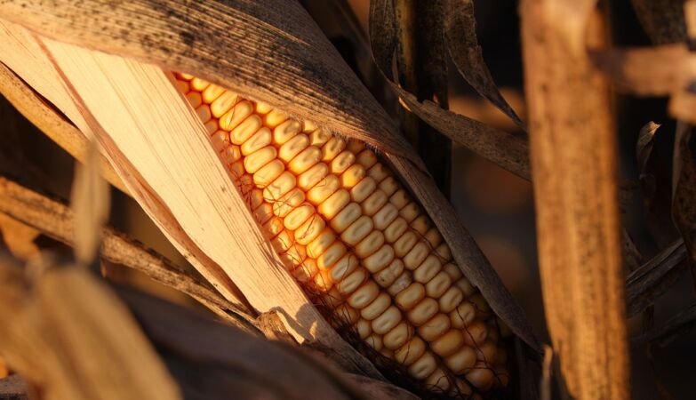 The biggest lie we were told about processed foods