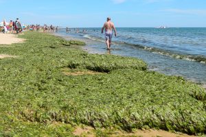 Experts meet in Portimão to discuss invasive algae