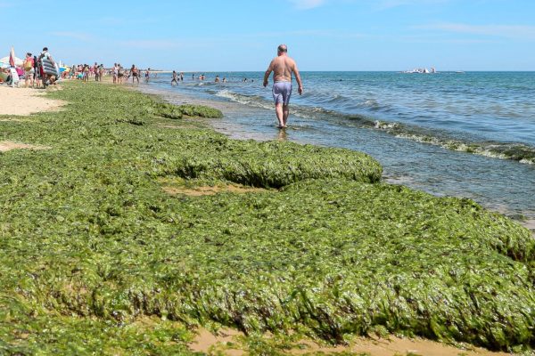 Experts meet in Portimão to discuss invasive algae