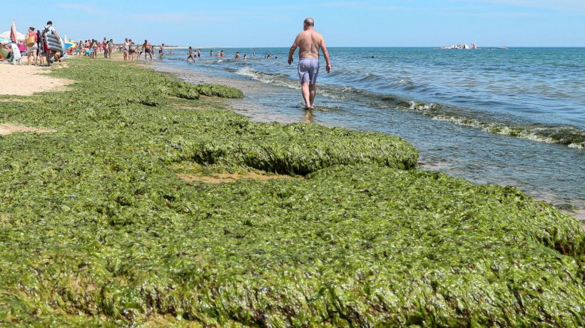 Experts meet in Portimão to discuss invasive algae