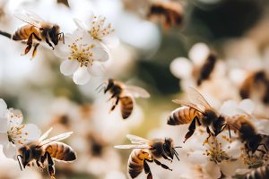 Portimão marks World Bee Day with activities for schools and families