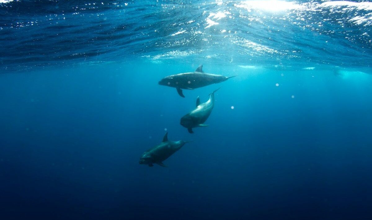 The story of the Soviet-trained suicide dolphins that Iran bought from Ukraine