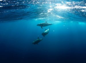 The story of the Soviet-trained suicide dolphins that Iran bought from Ukraine