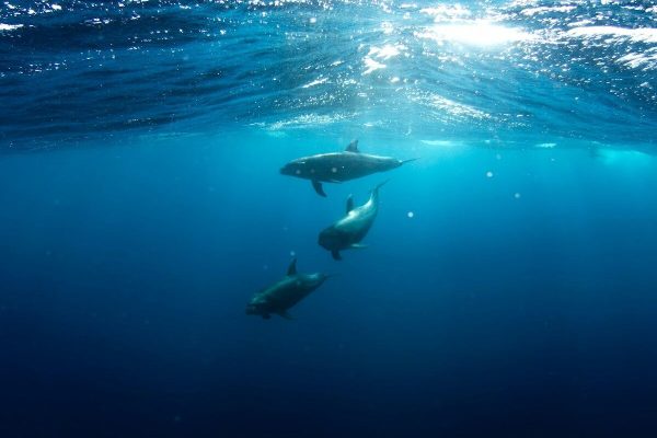The story of the Soviet-trained suicide dolphins that Iran bought from Ukraine