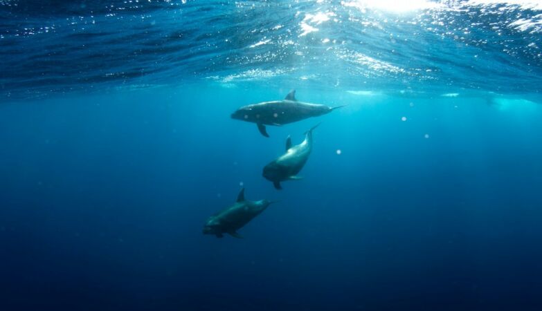 The story of the Soviet-trained suicide dolphins that Iran bought from Ukraine