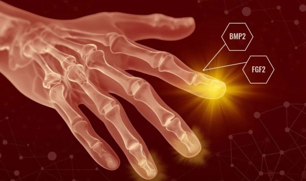 Humans may have hidden regenerative powers