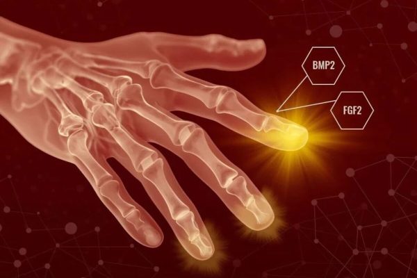 Humans may have hidden regenerative powers
